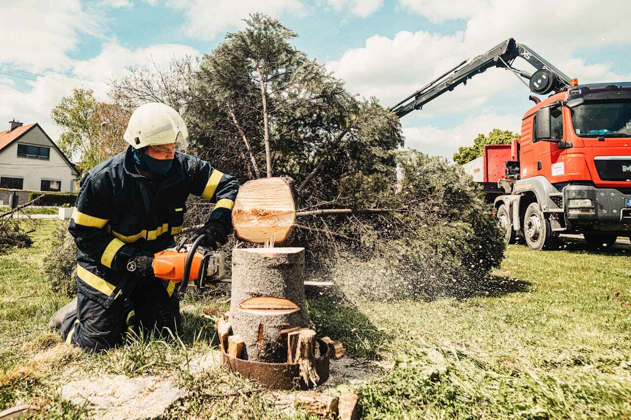 Best Tree Trimming Near Me  in Jackson, MI